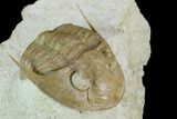 Rare, Leningradites Graciosus Trilobite - Russia #125505-3